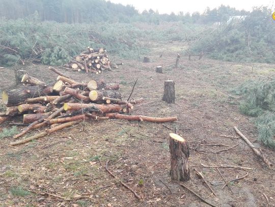 Tną drzewa gdzie tylko można. Wyślij nam zdjęcie