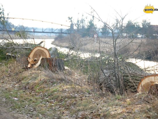 Tną drzewa gdzie tylko można. Wyślij nam zdjęcie