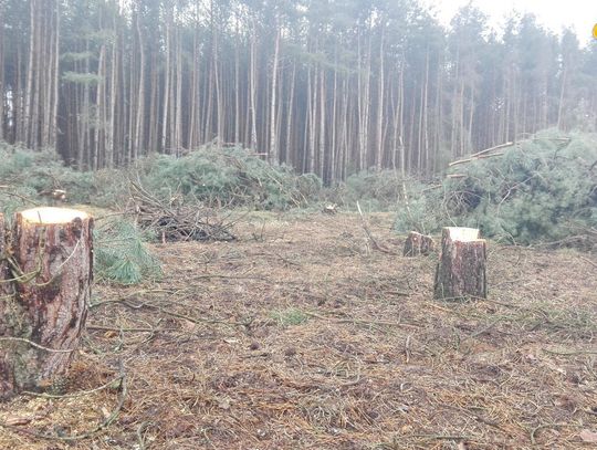 Tną drzewa gdzie tylko można. Wyślij nam zdjęcie