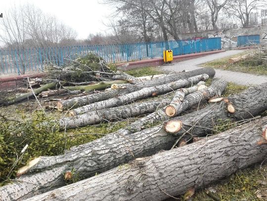 Tną drzewa gdzie tylko można. Wyślij nam zdjęcie