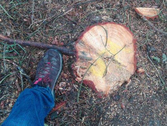 Tną drzewa gdzie tylko można. Wyślij nam zdjęcie