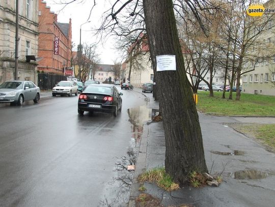 Nie będzie drzew na Rocha? Mieszkańcy panikują