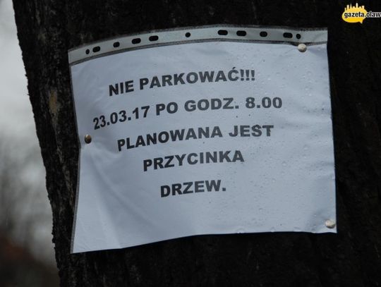 Nie będzie drzew na Rocha? Mieszkańcy panikują