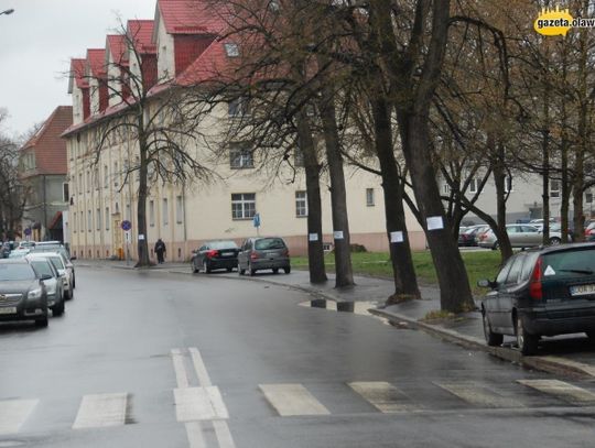 Nie będzie drzew na Rocha? Mieszkańcy panikują