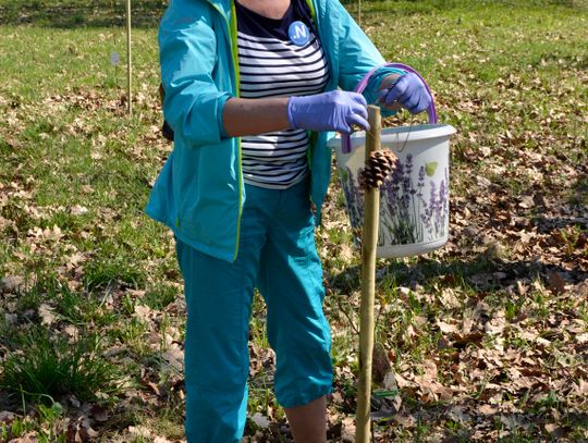 Nowoczesna posadziła drzewa Nowoczesna posadziła drzewa