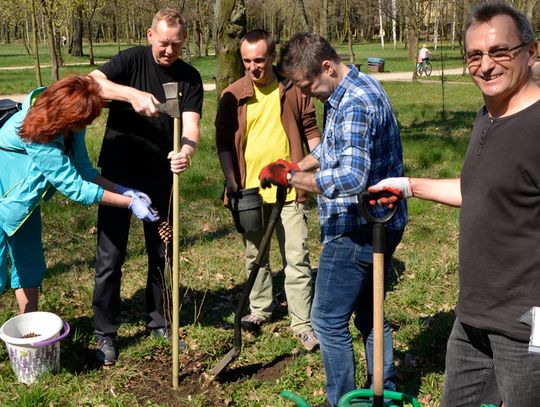 Nowoczesna posadziła drzewa Nowoczesna posadziła drzewa