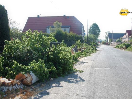 Jednak zetną wszystkie lipy!