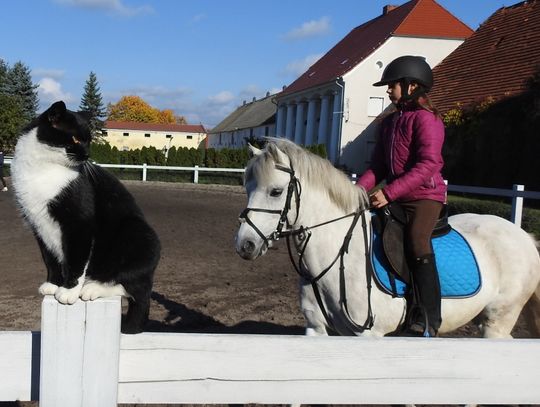 Twój kot na wakacjach! Wyślij zdjęcie i wygraj