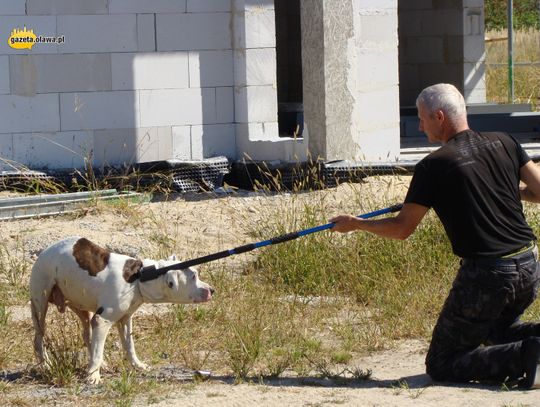 Warczał i był agresywny. Gdzie jest właściciel tego psa? AKTUALIZACJA!