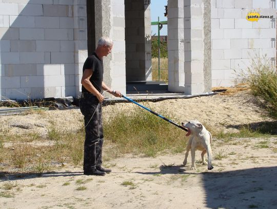 Warczał i był agresywny. Gdzie jest właściciel tego psa? AKTUALIZACJA!