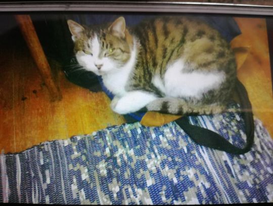 Gdzie jest Micia? Dla znalazcy nagroda