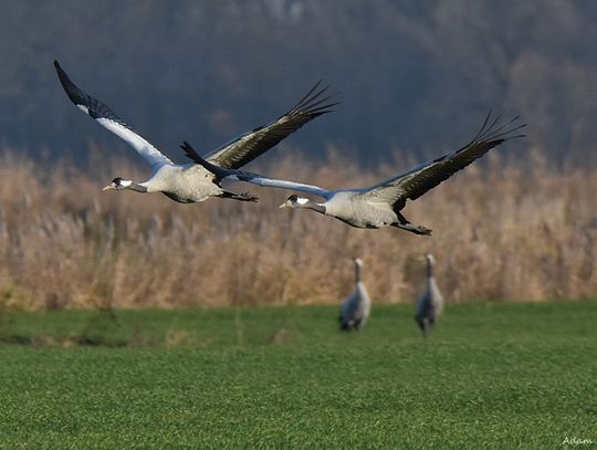 Zimują pod Oławą. Są piękne...