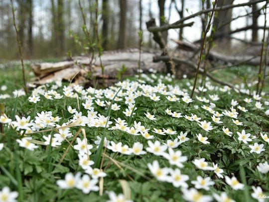 W lesie i nad wodą czyli naturalne piękno naszej gminy