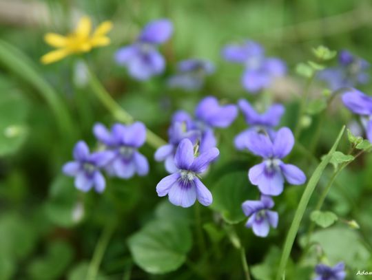 W lesie i nad wodą czyli naturalne piękno naszej gminy