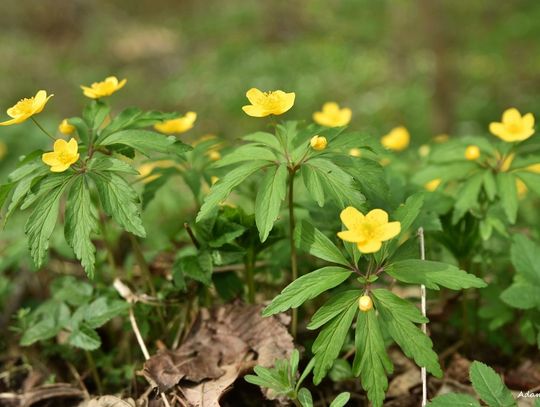 W lesie i nad wodą czyli naturalne piękno naszej gminy