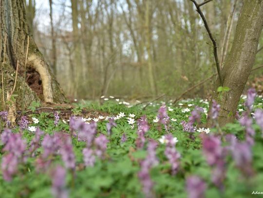 W lesie i nad wodą czyli naturalne piękno naszej gminy