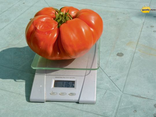 Ogromny pomidor