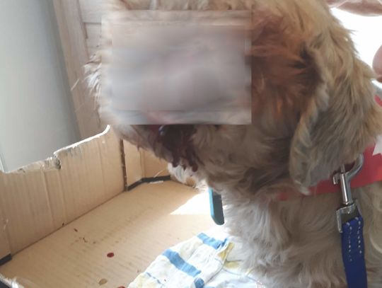 Pies stracił oko. Właścicielka szuka sprawcy