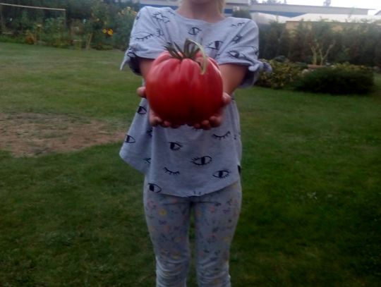 Pomidor gigant