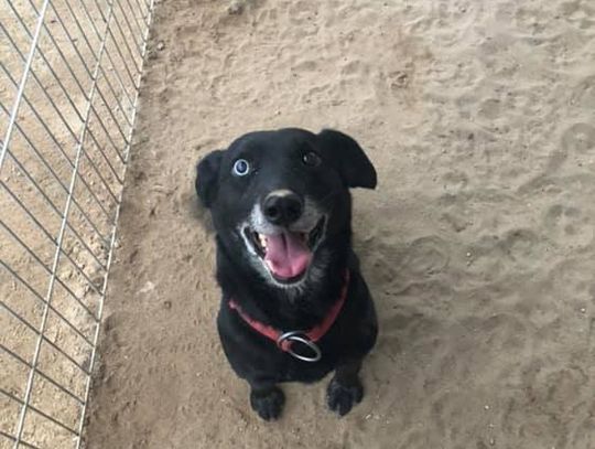 Pirat czeka na dom 791389039