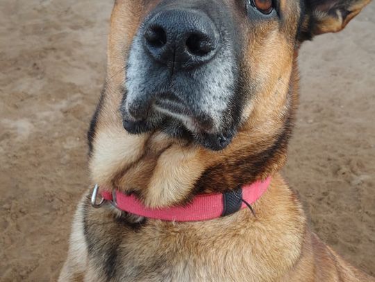 Riko czeka na dom 791389039