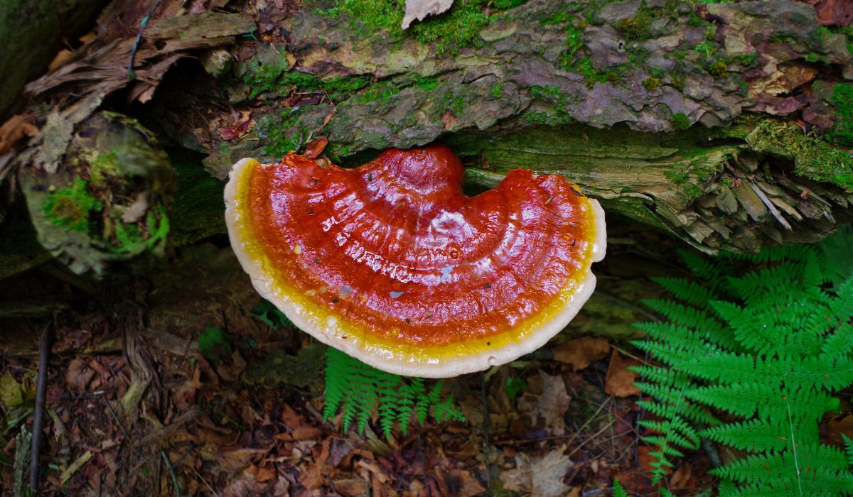 Suszone grzyby Reishi